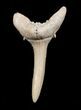 Carcharias (Extinct Sand Tiger) Shark Tooth - Eocene #3426-1